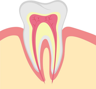人牙，矢量图的结构