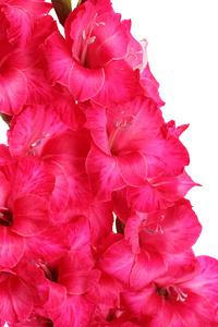 束美丽的粉红色 gladioluses，白色上孤立