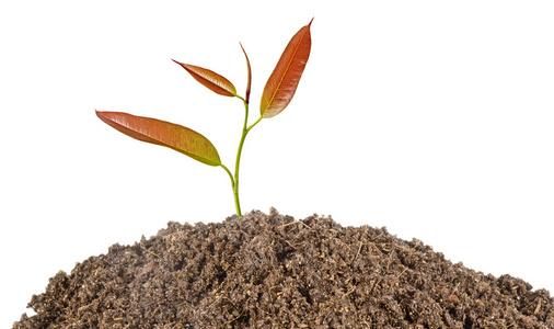 树苗生长图片-树苗生长素材-树苗生长插画-摄图新视界