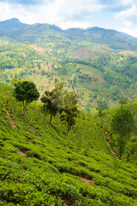 茶叶种植园景观