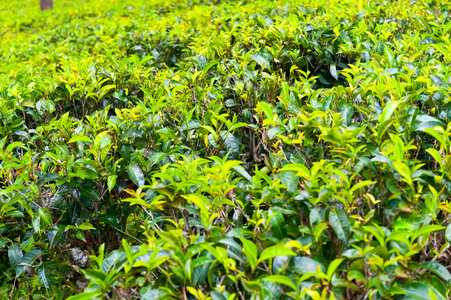 茶叶种植园景观