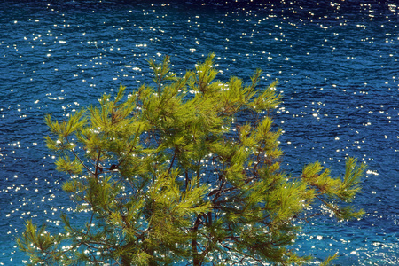 扎金索斯岛上的松树和海洋