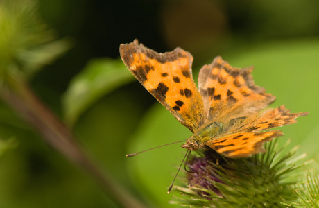 蝴蝶 polygonia c专辑