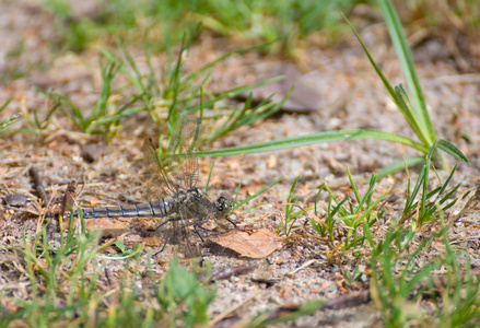 蜻蜓 orthetrum cancellatum 女