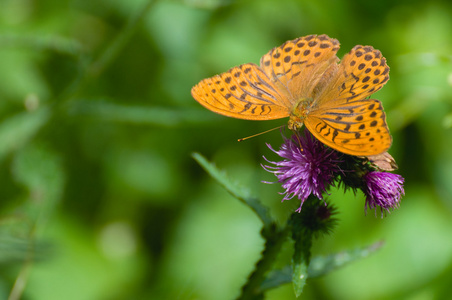 argynnis 波纹巴非蛤