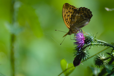 argynnis 波纹巴非蛤