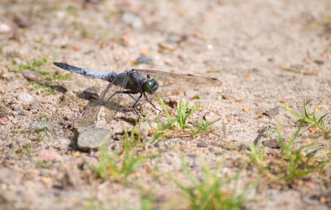 蜻蜓 orthetrum cancellatum 男性