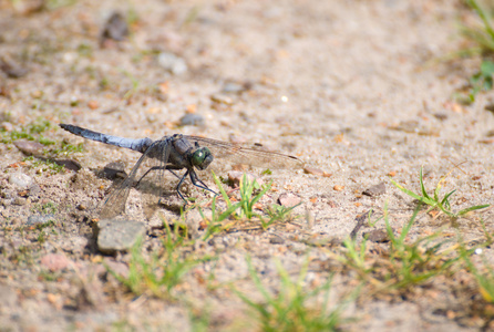 蜻蜓 orthetrum cancellatum 男性