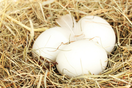 白蛋在巢里的干草特写