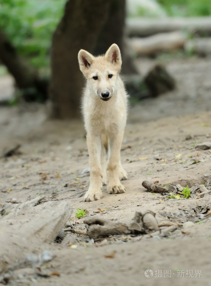 北极狼幼崽