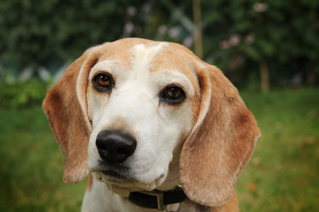 小猎犬的肖像