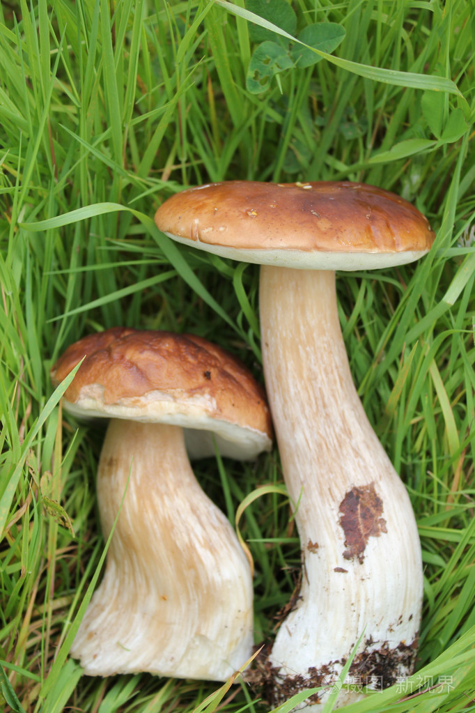 蘑菇照片-正版商用图片19xp3s-摄图新视界