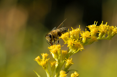 一只蜜蜂收集花蜜