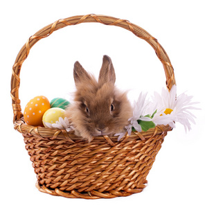 在篮子里的小兔子和复活节蛋
