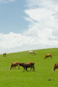 牛在草地上绿色字段
