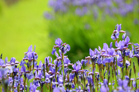 西伯利亚 squill 绵 siberica 特写