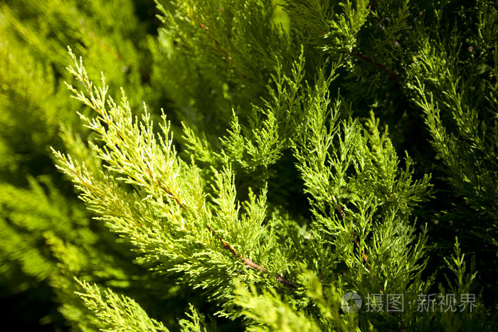 毛树或松树的明亮绿多刺枝