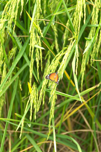 在泰国的水稻植株上的蝴蝶