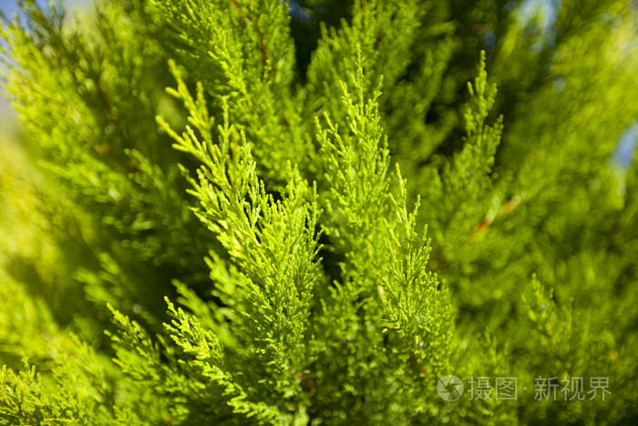 毛树或松树的明亮绿多刺枝