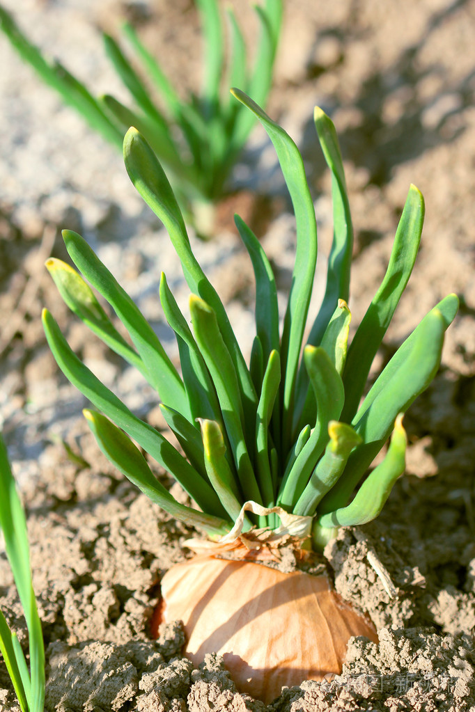 洋葱在地上
