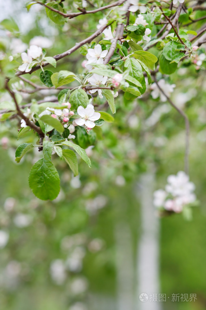 粉红色苹果花