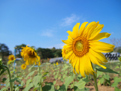 金葵花