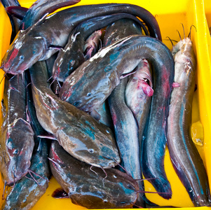 大口鲶鱼海的 catfishs照片