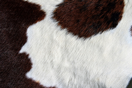 片段的一头母牛的皮肤