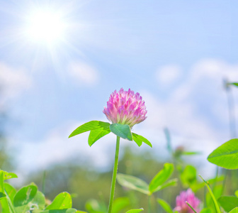 粉红色的花的三叶草