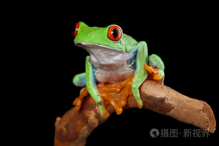 红眼树蛙在雨林哥斯达黎加好奇可爱晚动物热带异域两栖动物的树枝上
