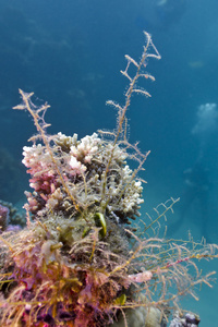 多彩的珊瑚礁底部的红海