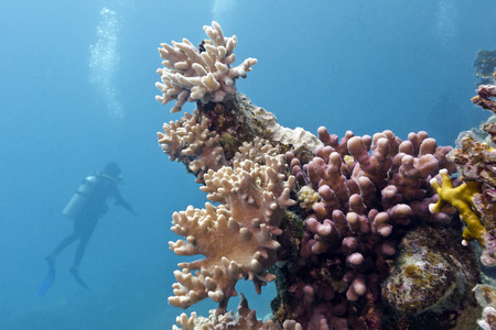 软 硬珊瑚和潜水员的珊瑚礁