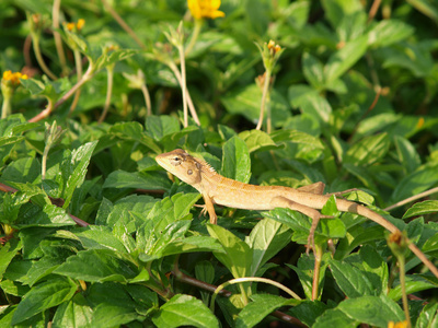 野生蜥蜴在泰国特写