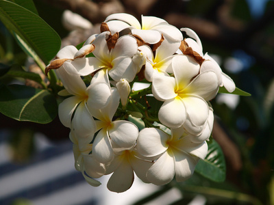 热带花枝梅花