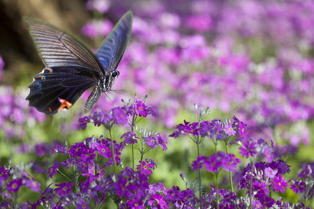 春天的花朵上的蝴蝶图片