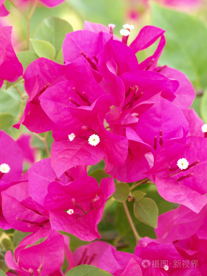 图像的亮粉色三角梅