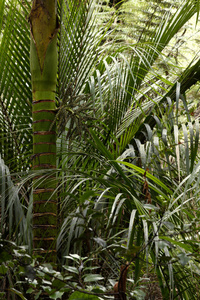 热带森林丛林