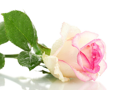 美丽的粉红色玫瑰，孤立在白色