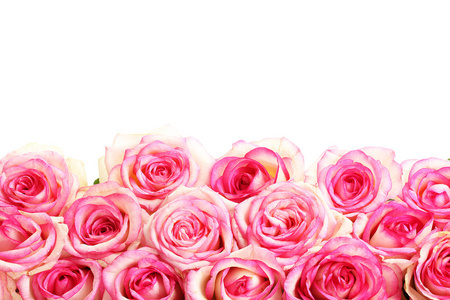 束美丽的孤立白底粉红玫瑰