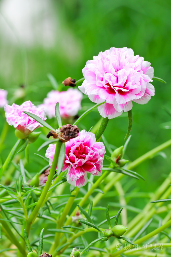 马紫菜花图片图片