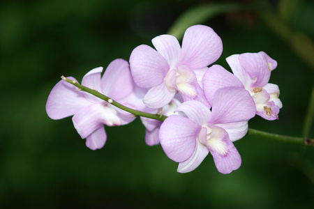 紫色石斛兰花花