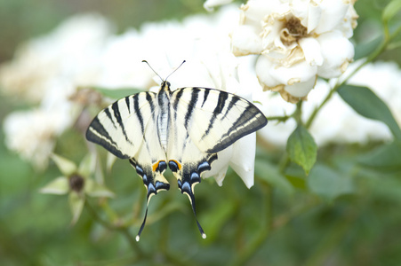 白色玫瑰花蝴蝶凤蝶 machaon