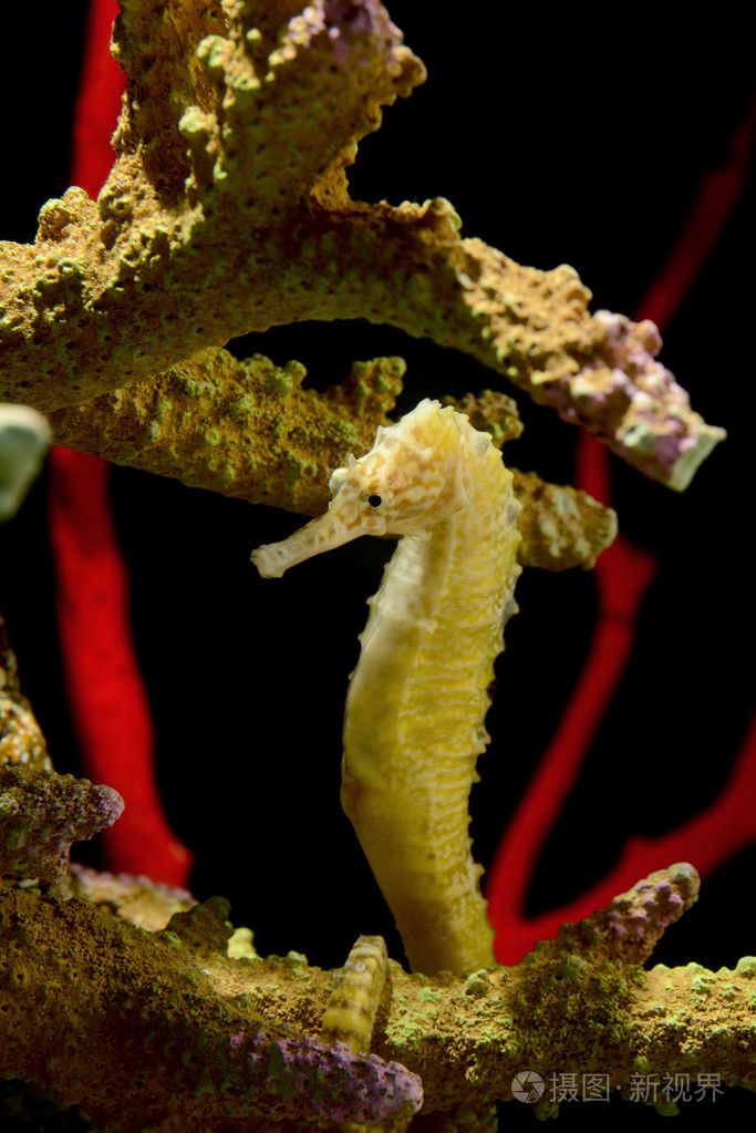 海马海马在黑色游泳