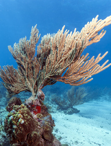 珊瑚花园