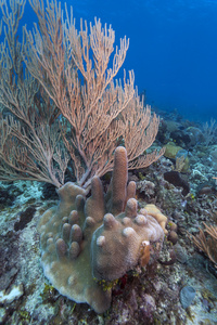 珊瑚礁罗阿坦岛洪都拉斯