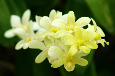 黄色石斛兰花花图片