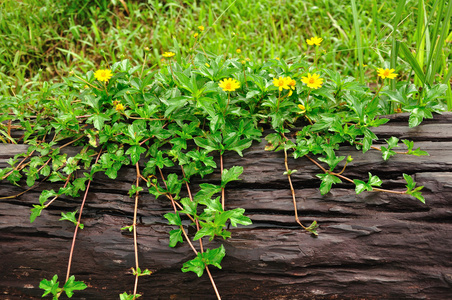 自然蟛蜞花攀登南美蟛蜞黄花攀登南美蟛蜞黄花攀登南美蟛蜞 匍匐雏菊