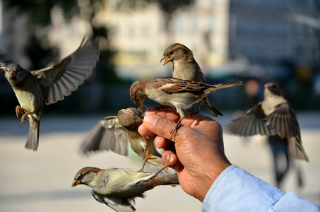 Birds are feeding on mans hand