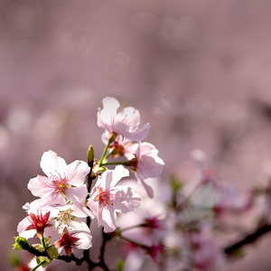 粉色樱花花