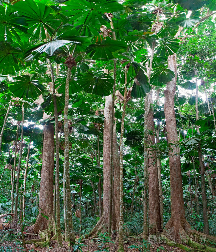 热带雨林树木